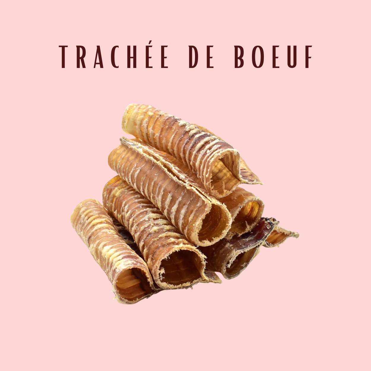 Trachée de Boeuf