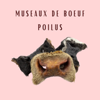 Museaux de bœuf avec poils