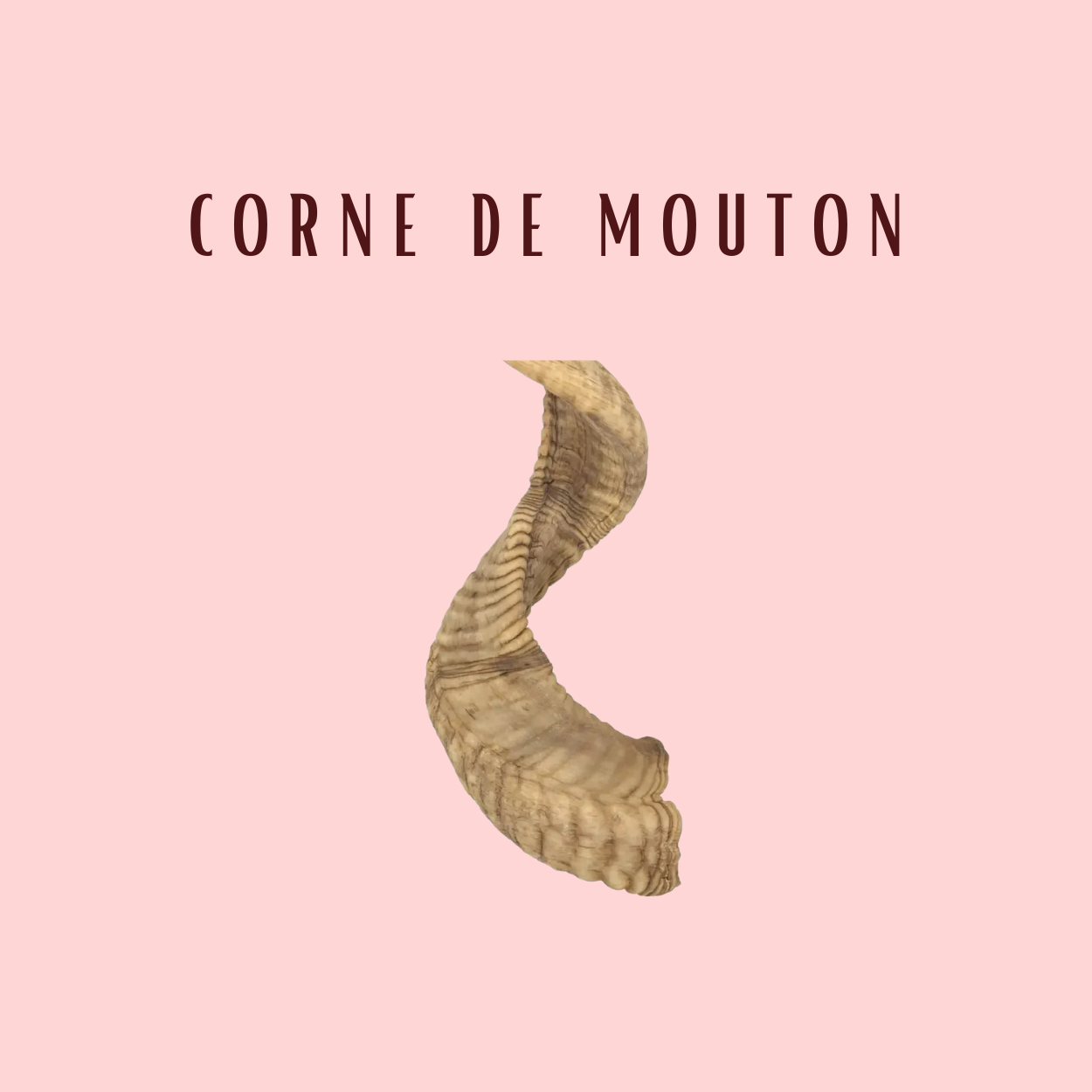 Corne De Mouton