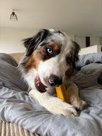 Cheezy dog