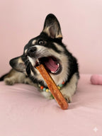Cheezy dog