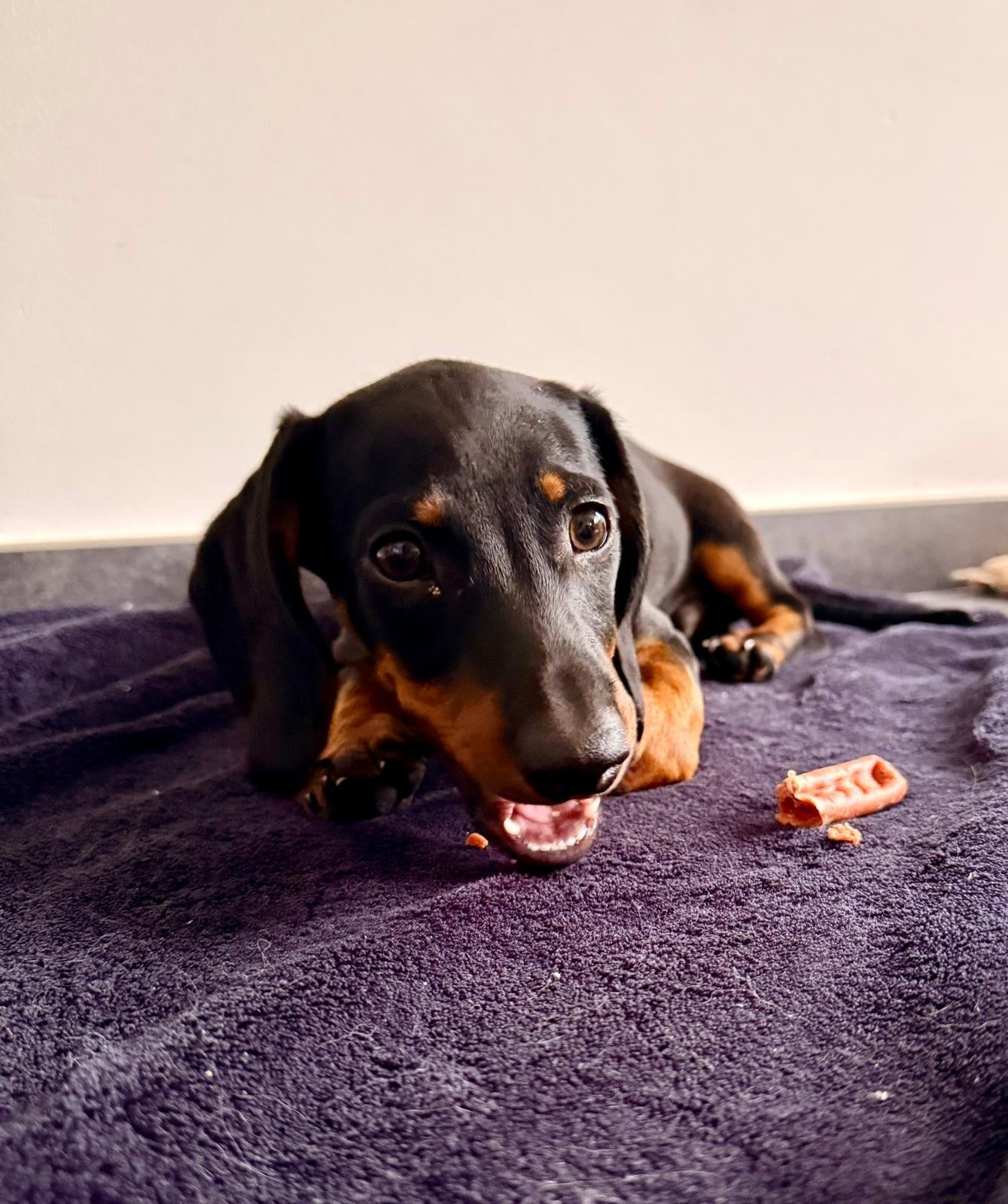 Saucisses