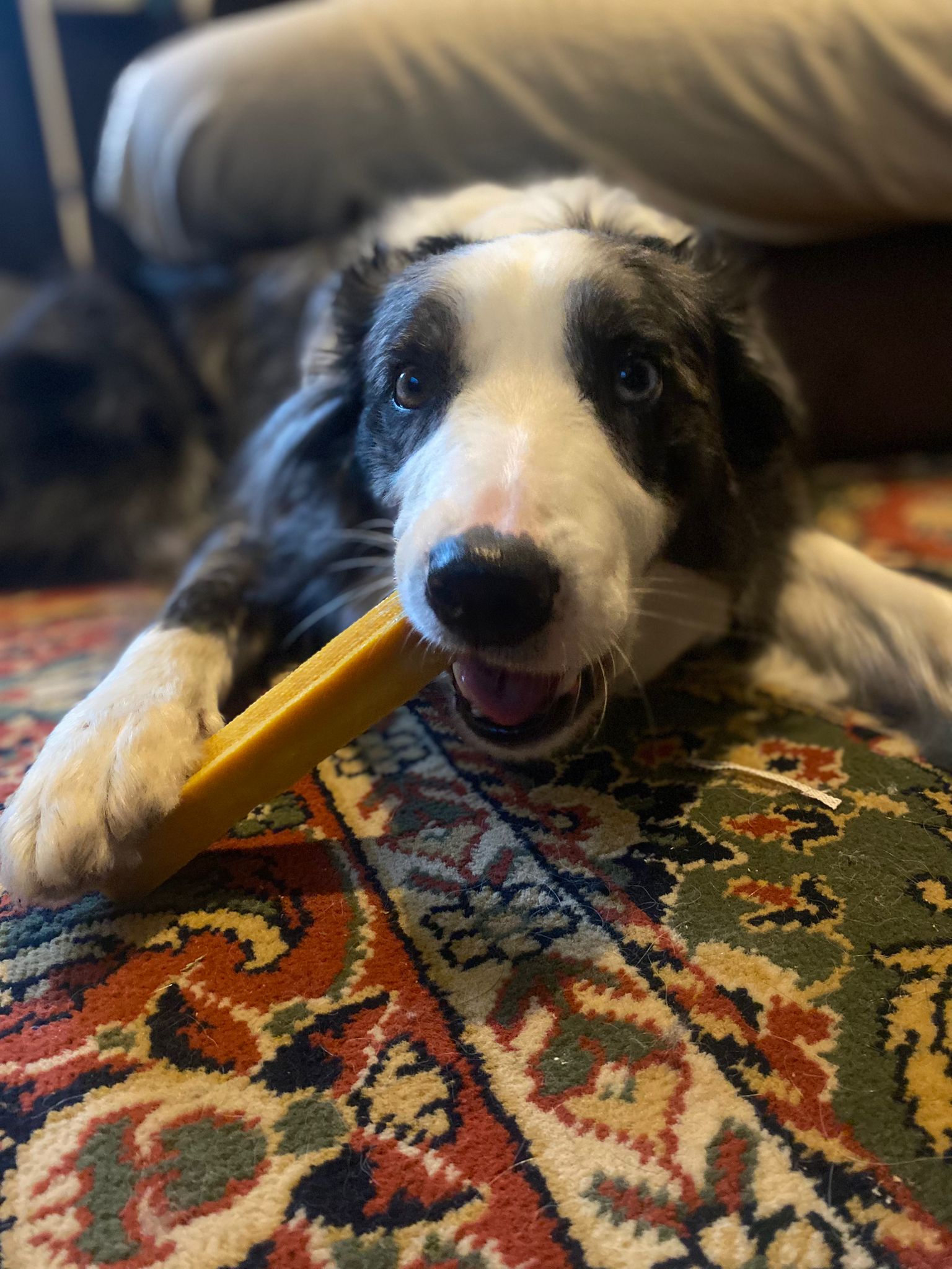 Cheezy dog