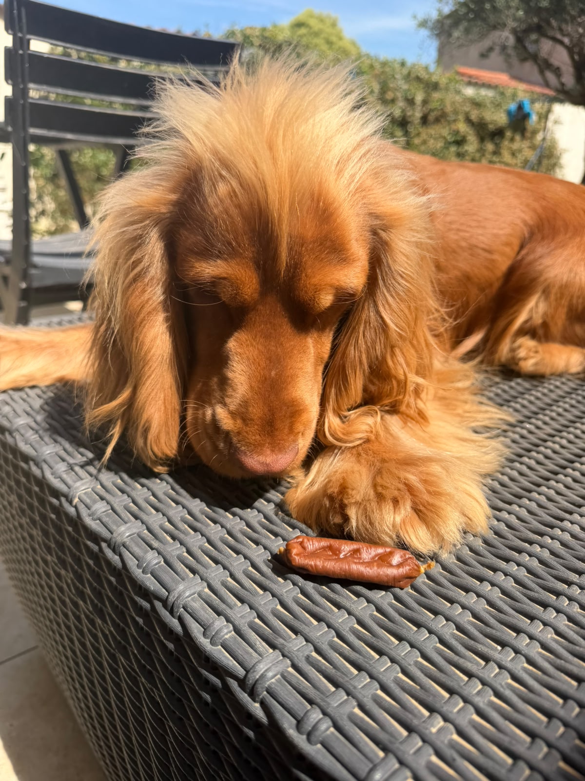 Saucisses