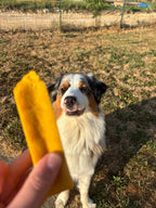 Cheezy dog