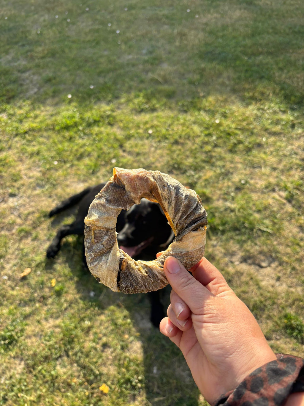 Donuts De Peau De Poisson