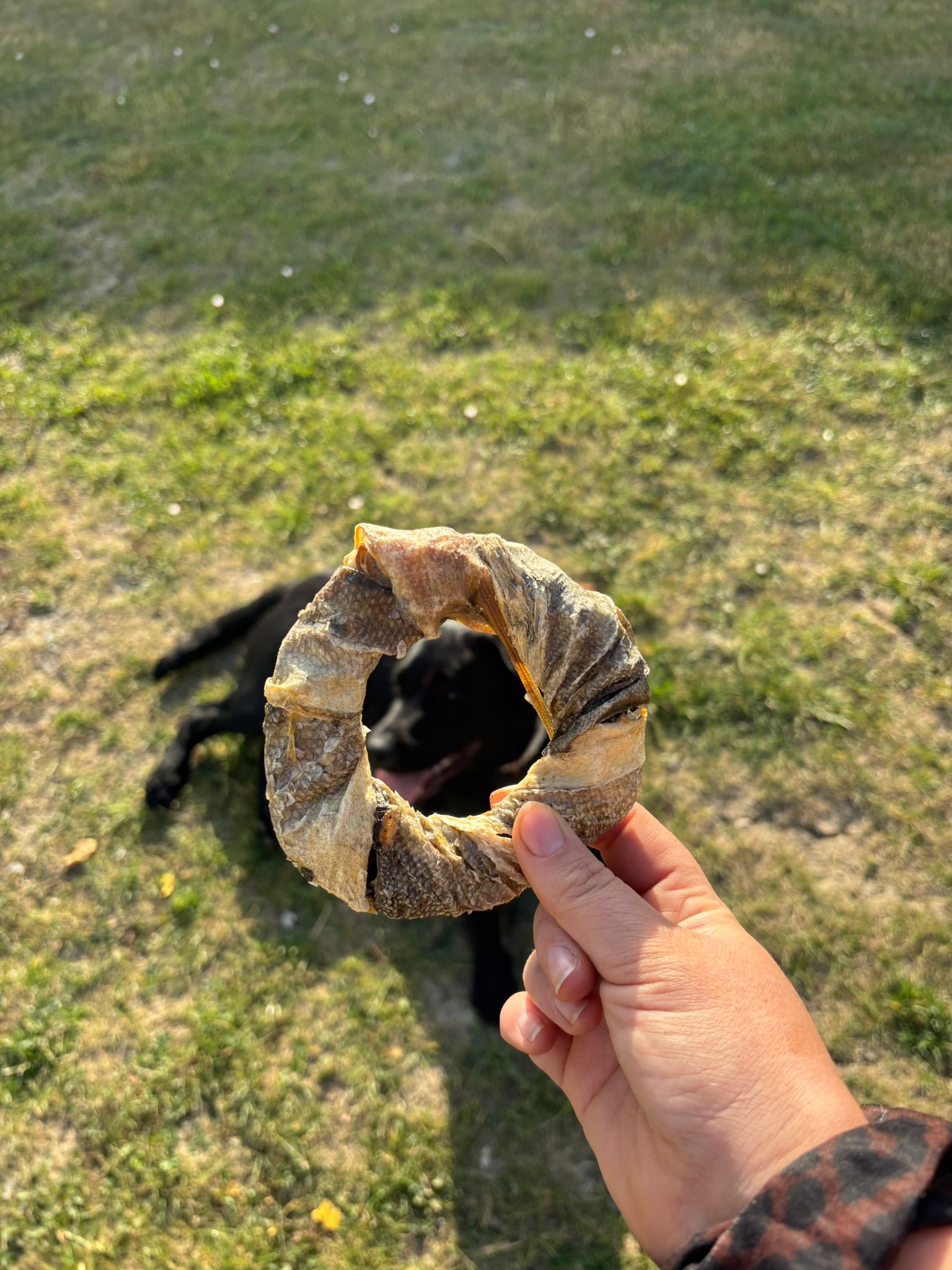 Donuts De Peau De Poisson