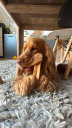 Cheezy dog