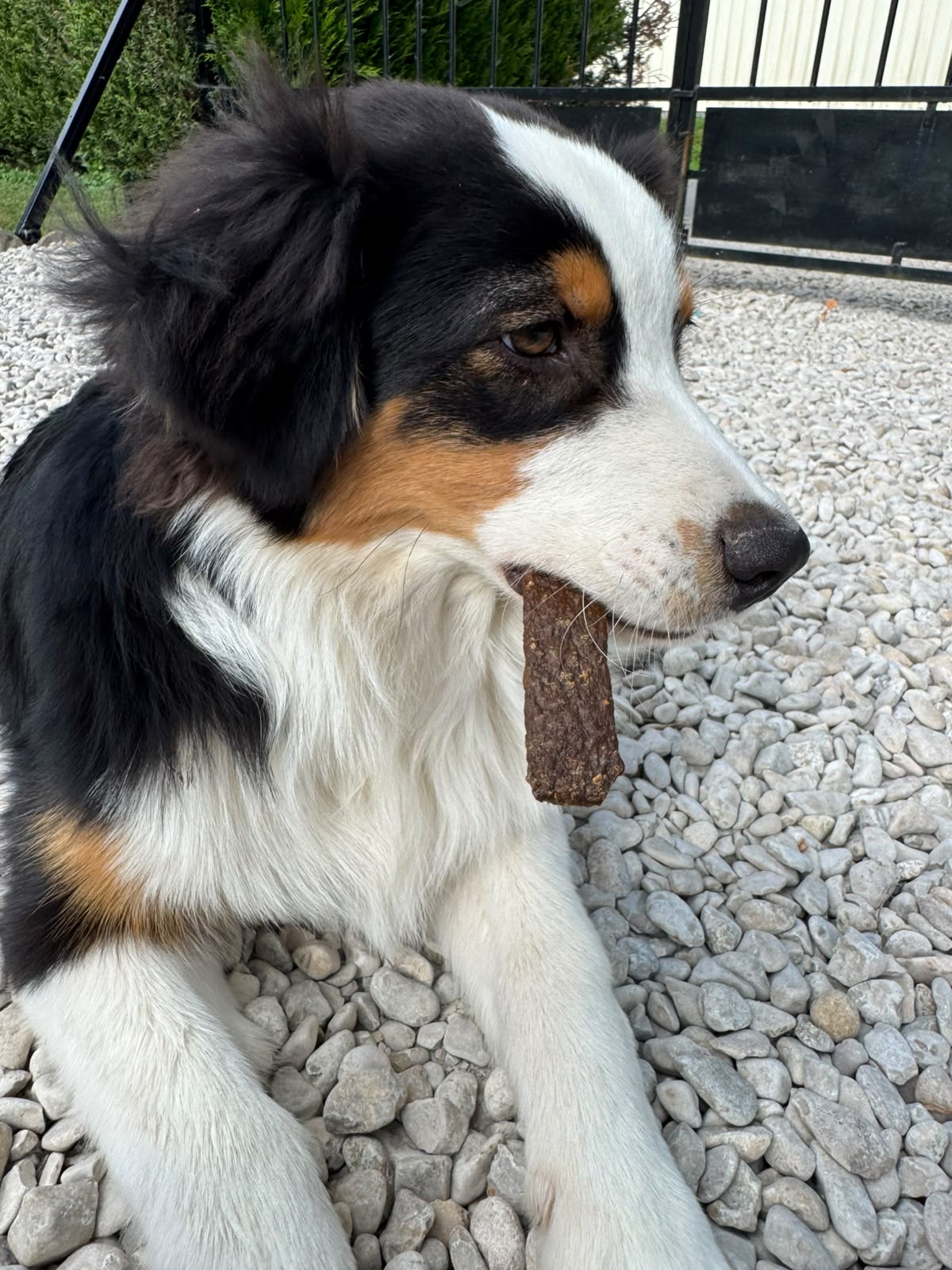 Lamelles